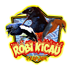 Robi kicau