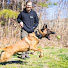 yZlUHa_8vUA-channel-avatar-Off Leash K9 Training: Matt Bischof