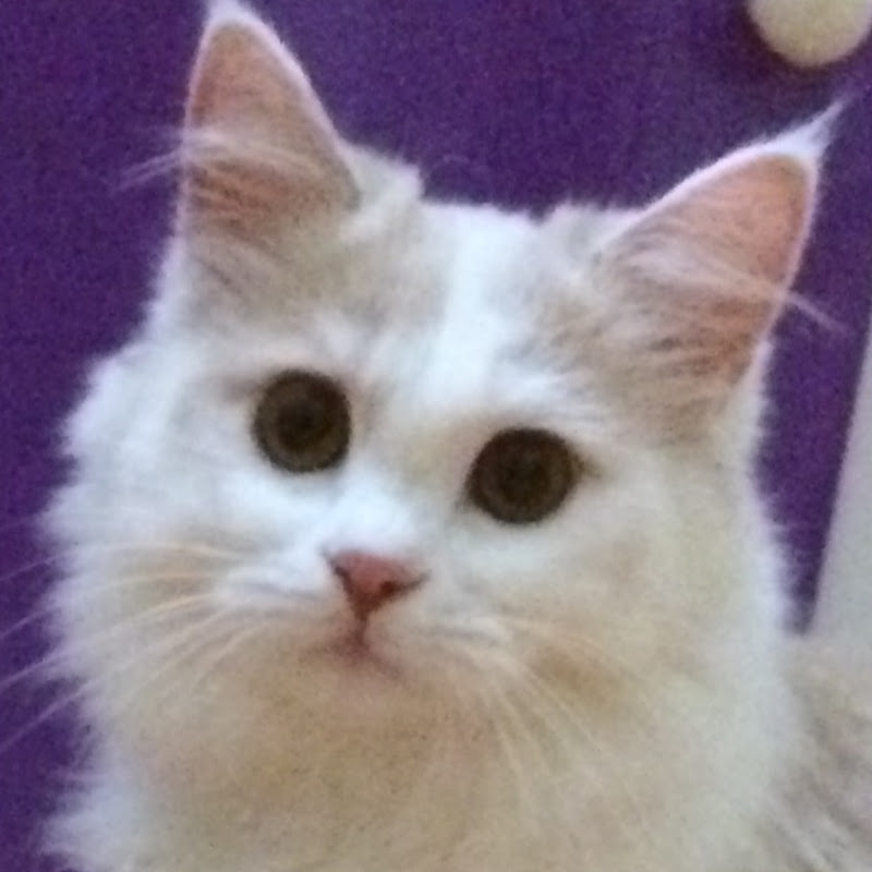 Meow Kittens