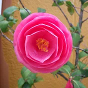 Musica Allegro ムジカ・アレグロ