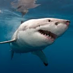 Shark Attack