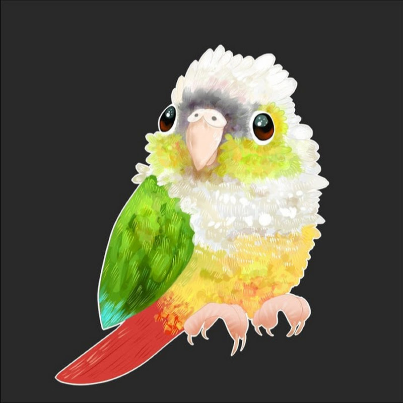 MoodyConure