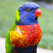 Stunning Parrots