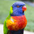 8bHObbpndA0-channel-avatar-Stunning Parrots