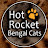 Hot Rocket Bengal Cats