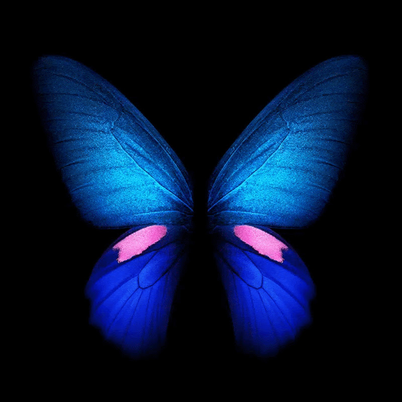 Blue Butterfly