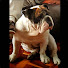 z_1fpZCpzBg-channel-avatar-Perico_79
