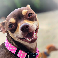 Big Guy Littles World Sanctuary net worth