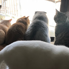 猫と海暮らしアイコン画像