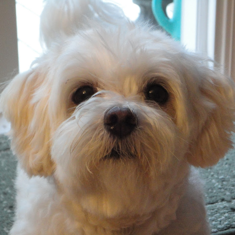 cookiedog2010