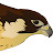 Hawka