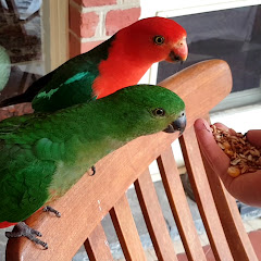 Backyard Birds of Australia net worth