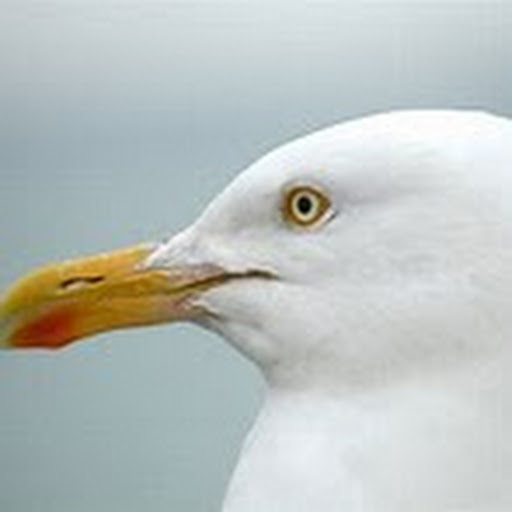 Spike Seagull