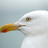 j7p7iS6pp2c-channel-avatar-Spike Seagull