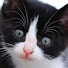 FA6RMNC-_Cs-channel-avatar-CaTuber猫たかD Cat videos