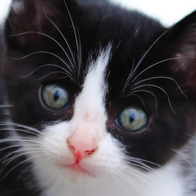 CaTuber猫たかD Cat videosのサムネイル