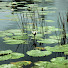 7vaQp24Ezcc-channel-avatar-Crystal Clear Aquatics