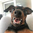 @zwergpinscher1402