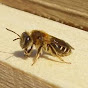 Solitary Bee (Solitary Project) logo