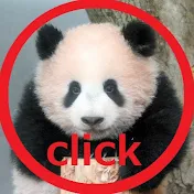 パンダ赤ちゃんチャンネル cute panda videos