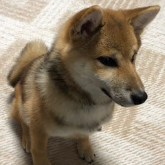 胡麻柴うめ吉アイコン画像