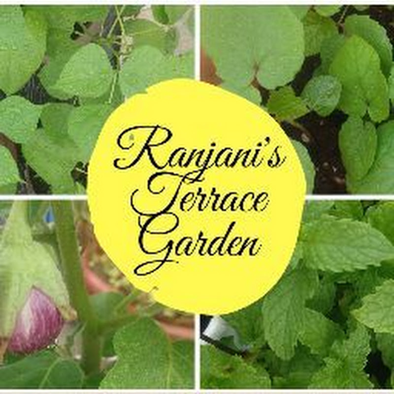 Ranjani' s Terrace Garden