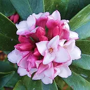 反日依存症が日本を蝕む