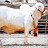 Kolkata Cow Mandi