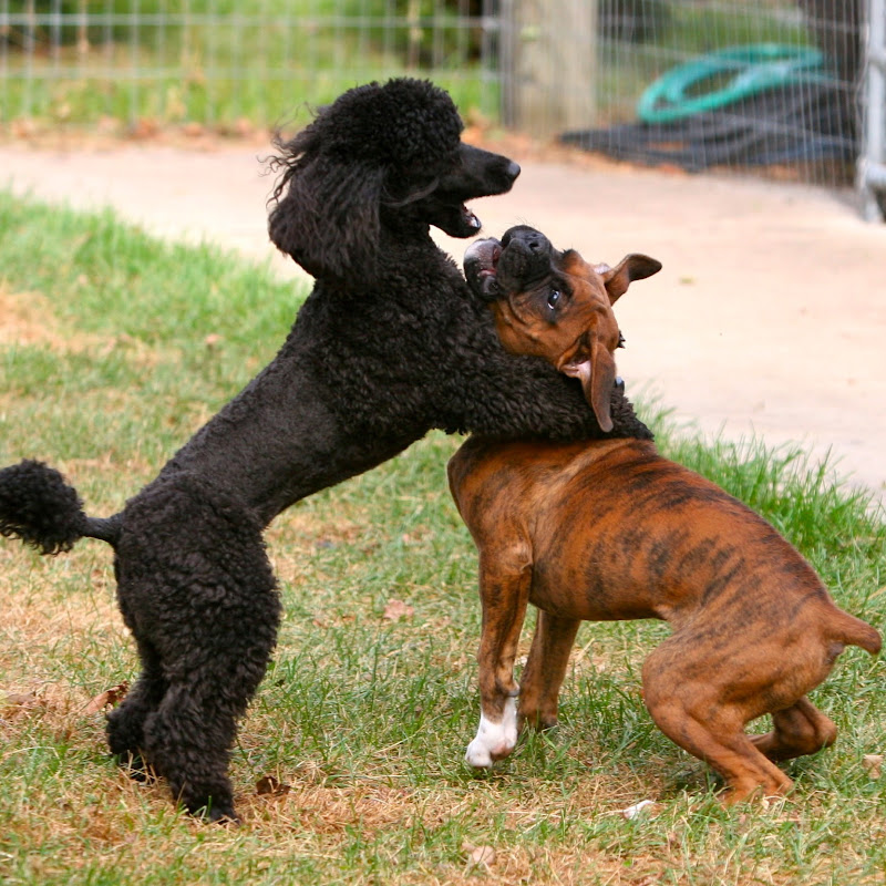 Red Star Kennel