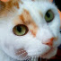 RLPRiPVpORY-channel-avatar-k “the cat” Lucky