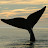 New England Aquarium Right Whale Research Program