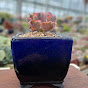 Miniature