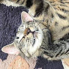 お砂糖