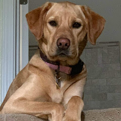 Yellow Dog Adventures