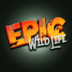 Логотип каналу Epic Wildlife