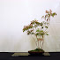 GAeZOfQkgA8-channel-avatar-Saruyama Bonsai - Peter Warren