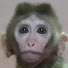 f6dBr3ummcM-channel-avatar-Monkey Lu