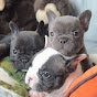 Florida French Bulldogs | PoeticFrenchies logo