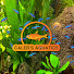 VLP1gaKko_c-channel-avatar-Caleb's Aquatics
