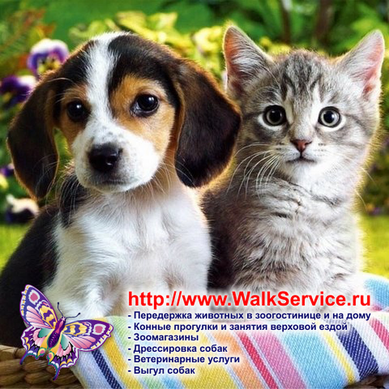WalkService - всё о животных, дрессировка собак, кошки... Logo