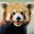 ynV003eGkOw-channel-avatar-BabyRedPanda