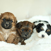 StonyRidge Puppies