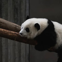 miiアイコン画像