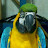 youtube avatar
