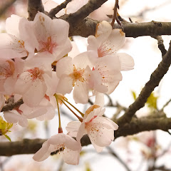 ホッチキスアイコン画像