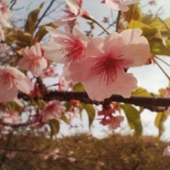 Sakura hanaアイコン画像