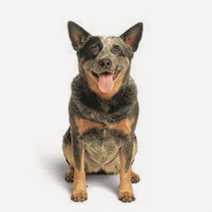 Working Dog Productions Net Worth & Earnings (2026)