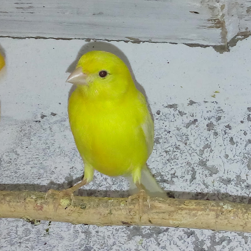 Юрий Васильченко Logo