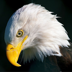 Thumbnail of related channel