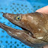 dK3aBLv4HIU-channel-avatar-ひなたの魚